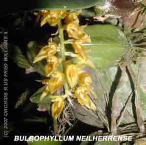 <b>Photo of the species Bulbophyllum neilgherrense </b> 