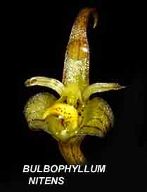 <b> Bulbophyllum nitens</b> 