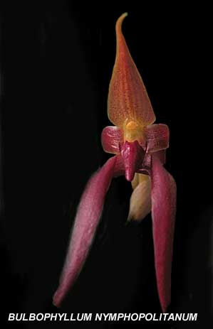 <b> Bulbophyllum nymphopolitanum</b> 