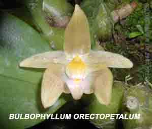 <b>Photo of the species Bulbophyllum orectopetalum </b> 