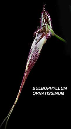 <b> Bulbophyllum ornatissimum</b> 