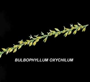 <b> Bulbophyllum oxychilum</b>