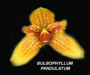 <b> Bulbophyllum pandulatum</b> 