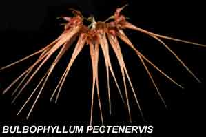 <b> Bulbophyllum pectenervis</b>