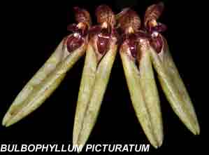 <b> Bulbophyllum picturatum</b>