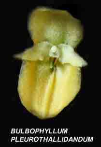 <b> Bulbophyllum pleurothallidandum</b>