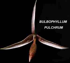 <b> Bulbophyllum pulchrum</b>