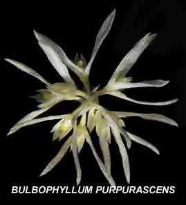 <b> Bulbophyllum purpurascens</b>