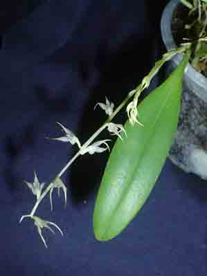 <b>Bulbophyllum ramosii </b> 