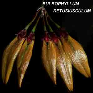 <b> Bulbophyllum retusiusculum</b>