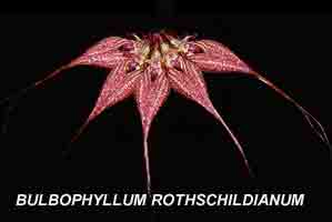 <b> Bulbophyllum rothschildianum</b>