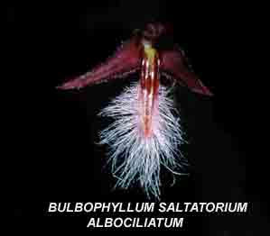 <b> Bulbophyllum saltatoriumalbo</b>