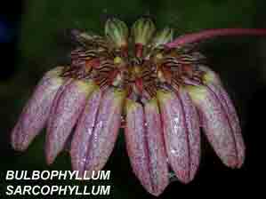 <b> Bulbophyllum sarcophyllum</b>