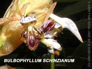 <b>Photo of the species Bulbophyllum schinzianum v phaeopogon  close up</b> 