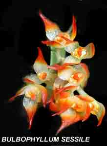 <b> Bulbophyllum sessile</b>