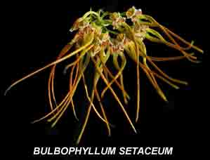 Bulbophyllum setaceum