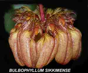 Bulbophyllum sikkimense