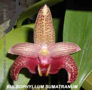 <b>Photo of the species Bulbophyllum sumatranum </b> 