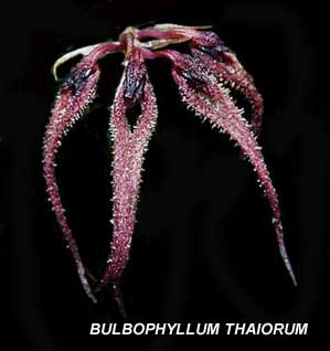 Bulbophyllum thaiorum