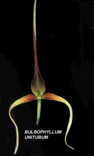 Bulbophyllum unitubum