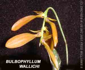 <b>Photo of the species Bulbophyllum wallichii  close up</b> 