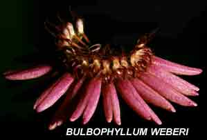 Bulbophyllum weberi