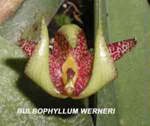 <b>Photo of the species Bulbophyllum werneri  close up</b> 