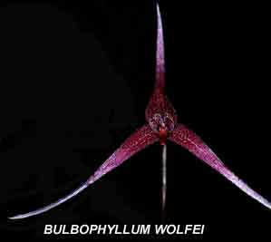 Bulbophyllum wolfei