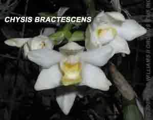 <b>Photo of Chysis bractescens </b> 