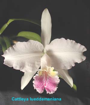 <b>Cattleya lueddemaniana </b> 