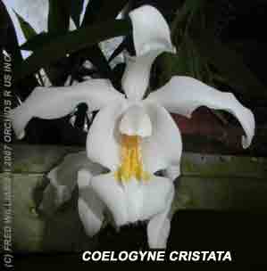 <b>Coelogyne cristata </b> 