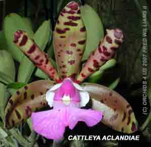 <b>Cattleya aclandiae </b> 