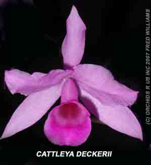 <b>Cattleya deckerii </b> 