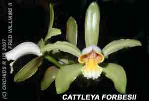 <b>Cattleya forbesii </b> 