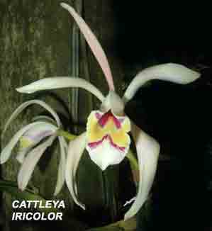 <b>Cattleya iricolor </b> 