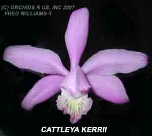 <b>Cattleya kerrii </b> 