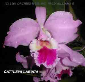 <b>Cattleya labiata </b> 