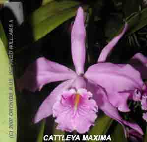 <b>Cattleya maxima </b> 