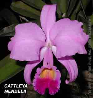 <b>Cattleya mendelii </b> 