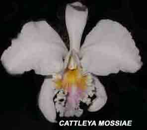 <b>Cattleya mossiae </b> 