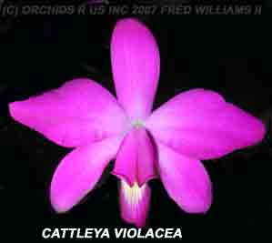 <b>Cattleya violacea </b> 