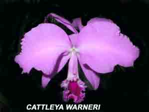 <b>Cattleya warneri </b> 