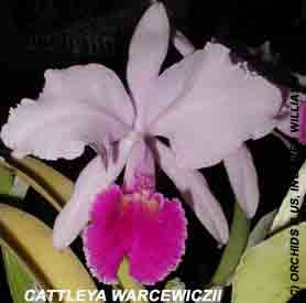 <b>Cattleya warscewiczii </b> 