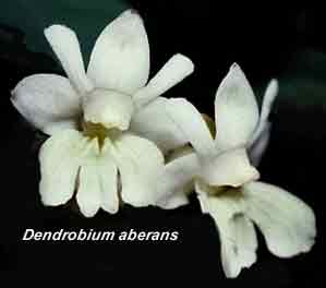 <b>Dendrobium aberans </b> 