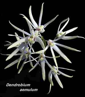 <b>Dendrobium aemulum </b> 