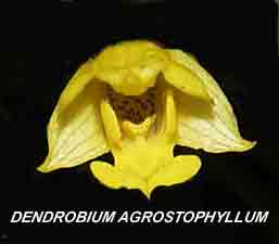 <b>Dendrobium agrostophyllum </b> 