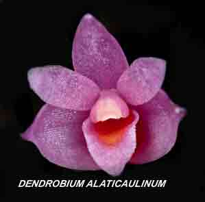 <b>Dendrobium alaticaulinum </b> 