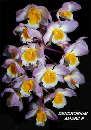 <b>Dendrobium amabile </b> 