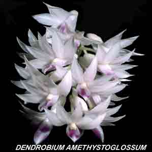 <b>Dendrobium amethystoglossum </b> 