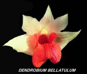 <b>Dendrobium bellatulum </b> 